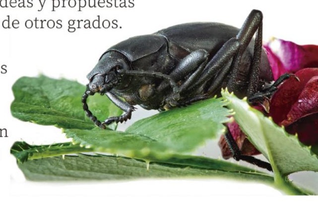Ilustración del libro de texto oficial