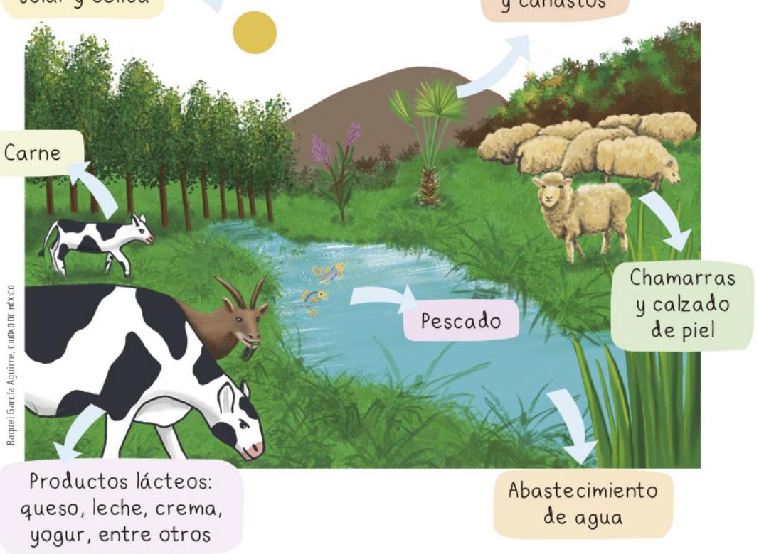 Ilustración del libro de texto oficial