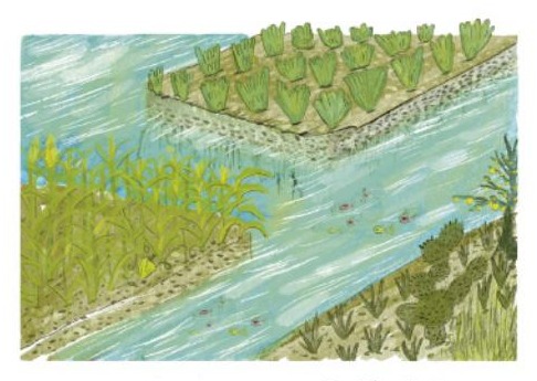 Ilustración del libro de texto oficial