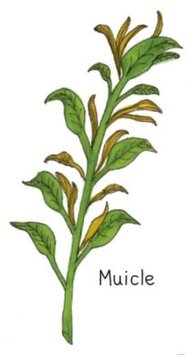 Ilustración del libro de texto oficial