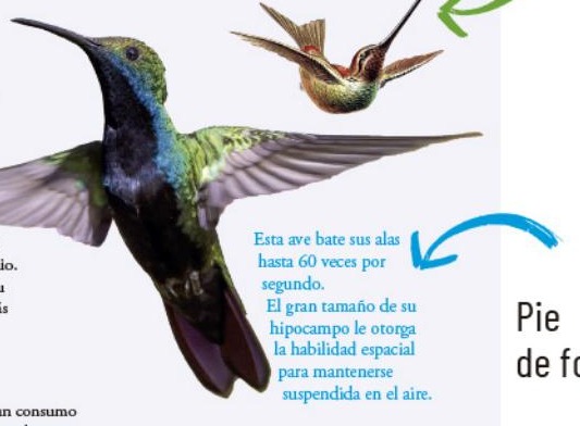 Ilustración del libro de texto oficial