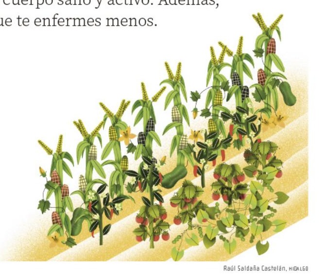 Ilustración del libro de texto oficial
