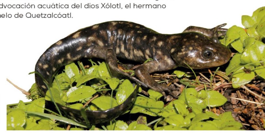 Ilustración del libro de texto oficial