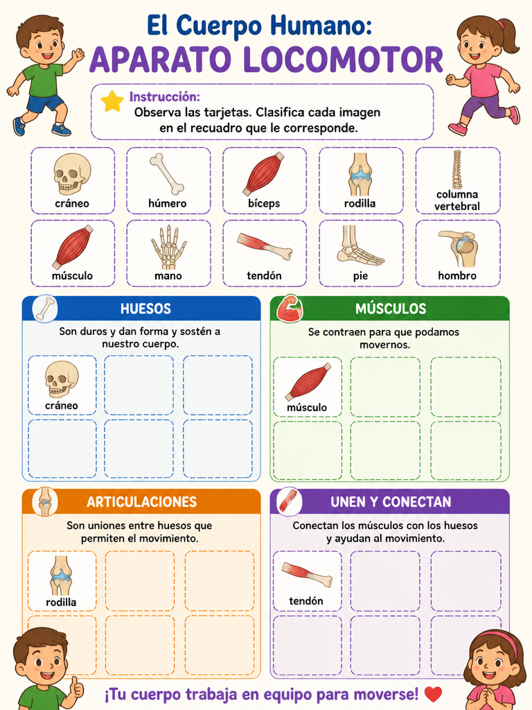 El Cuerpo Humano: Aparato Locomotor