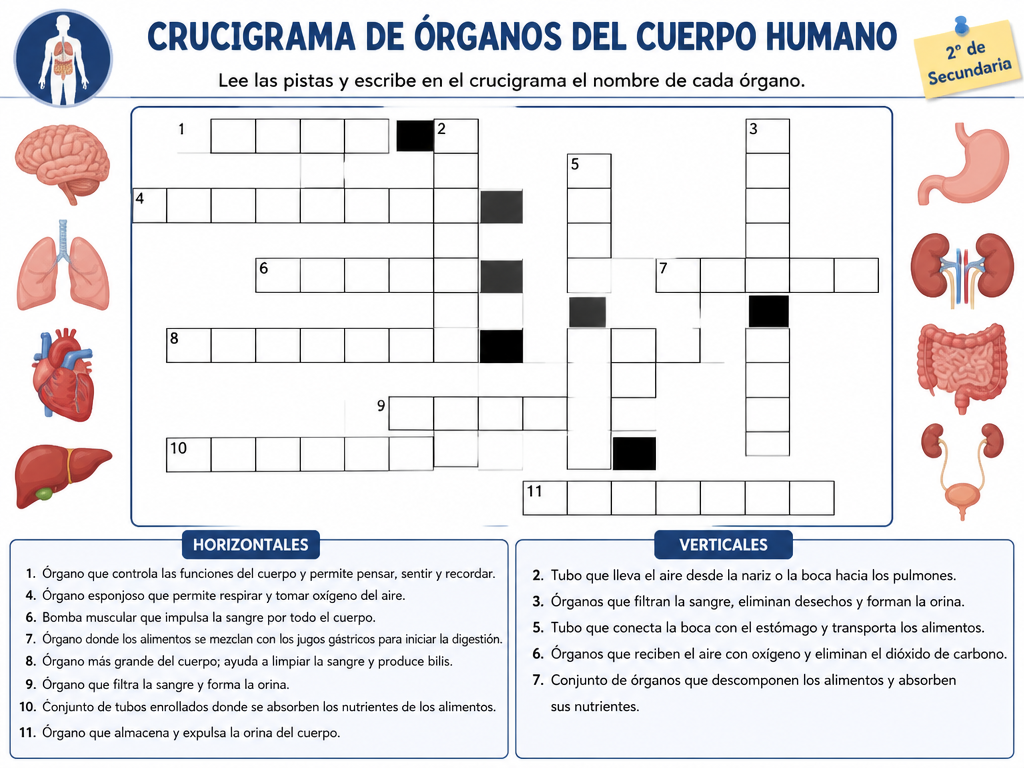Crucigrama de Órganos del Cuerpo Humano