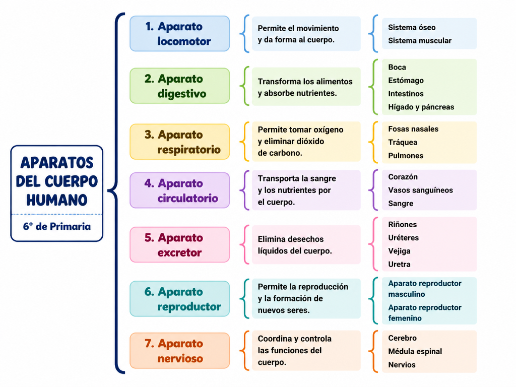 Aparatos del Cuerpo Humano