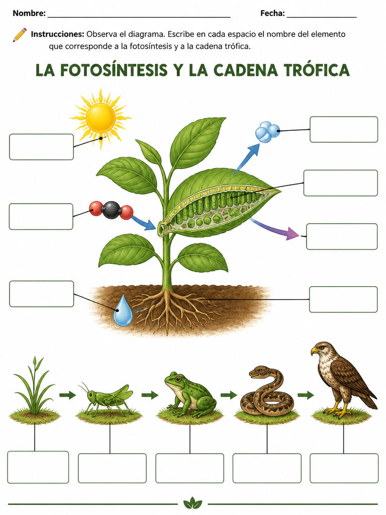 La Fotosíntesis y la Cadena Trófica