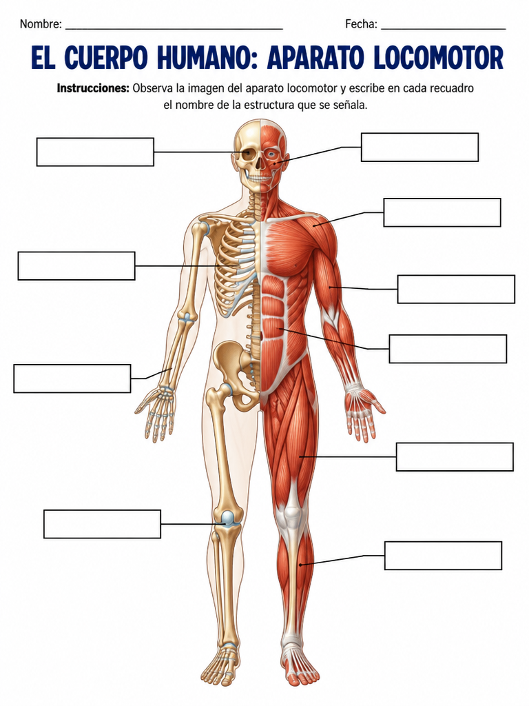 El Cuerpo Humano: Aparato Locomotor