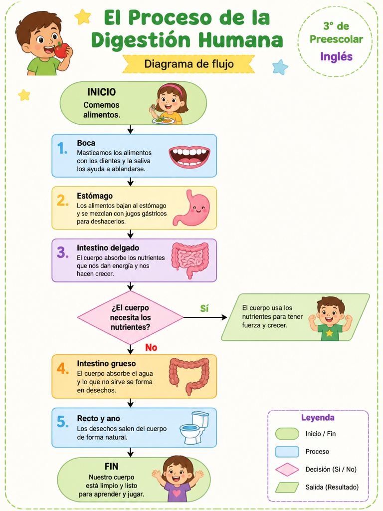 El Proceso de la Digestión Humana