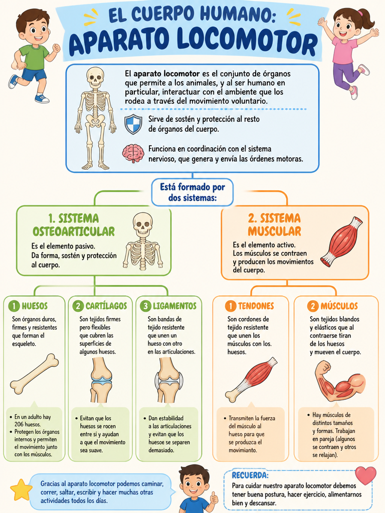El Cuerpo Humano: Aparato Locomotor