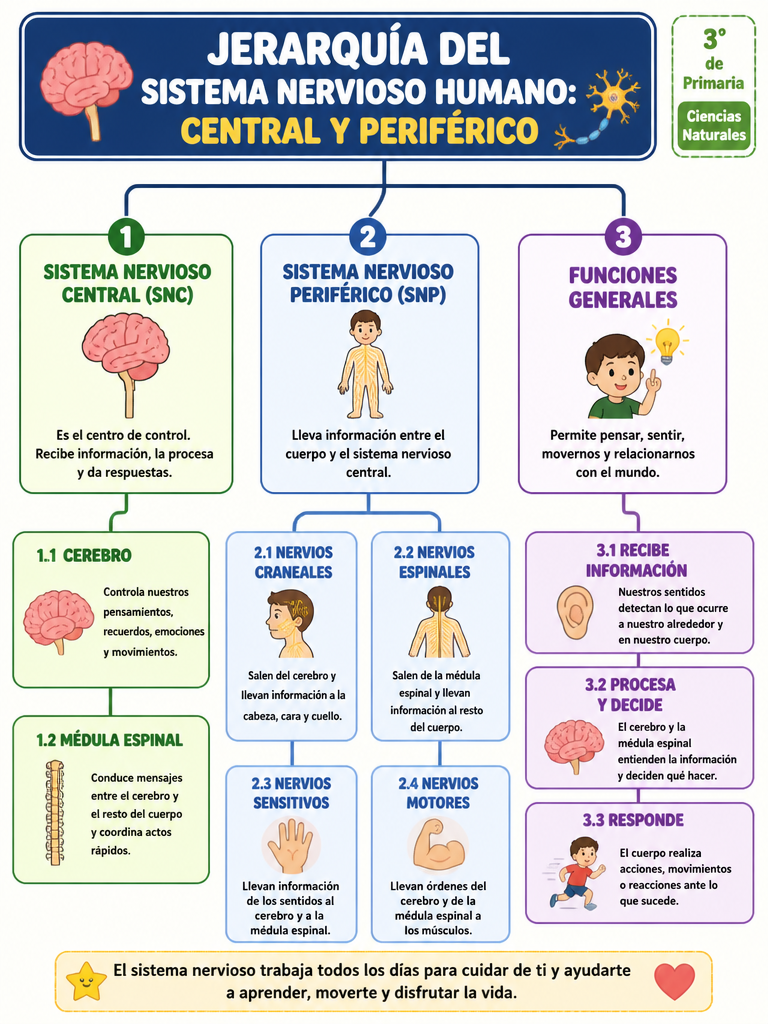 Jerarquía del Sistema Nervioso Humano: Central y Periférico