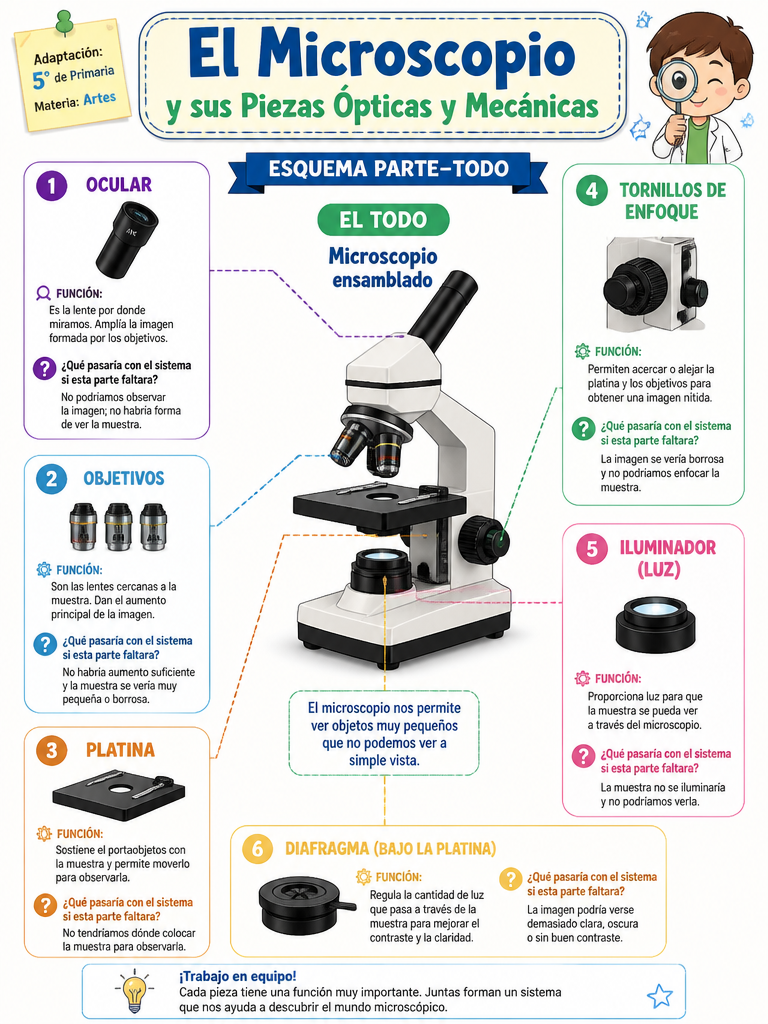 El Microscopio y sus Piezas Ópticas y Mecánicas