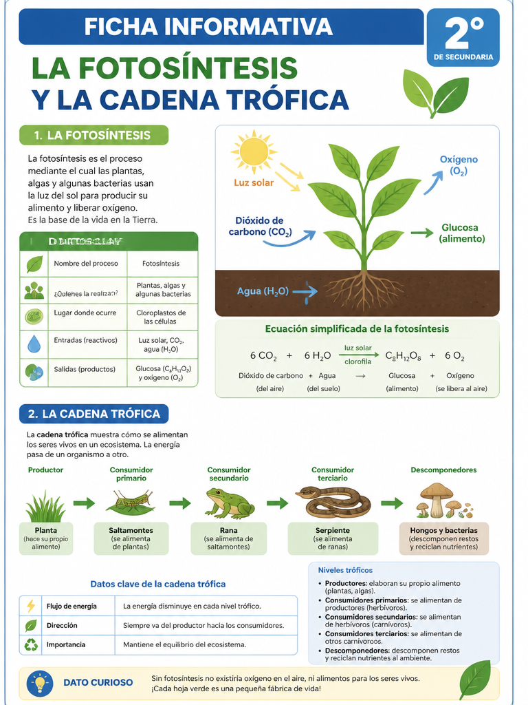 La Fotosíntesis y la Cadena Trófica