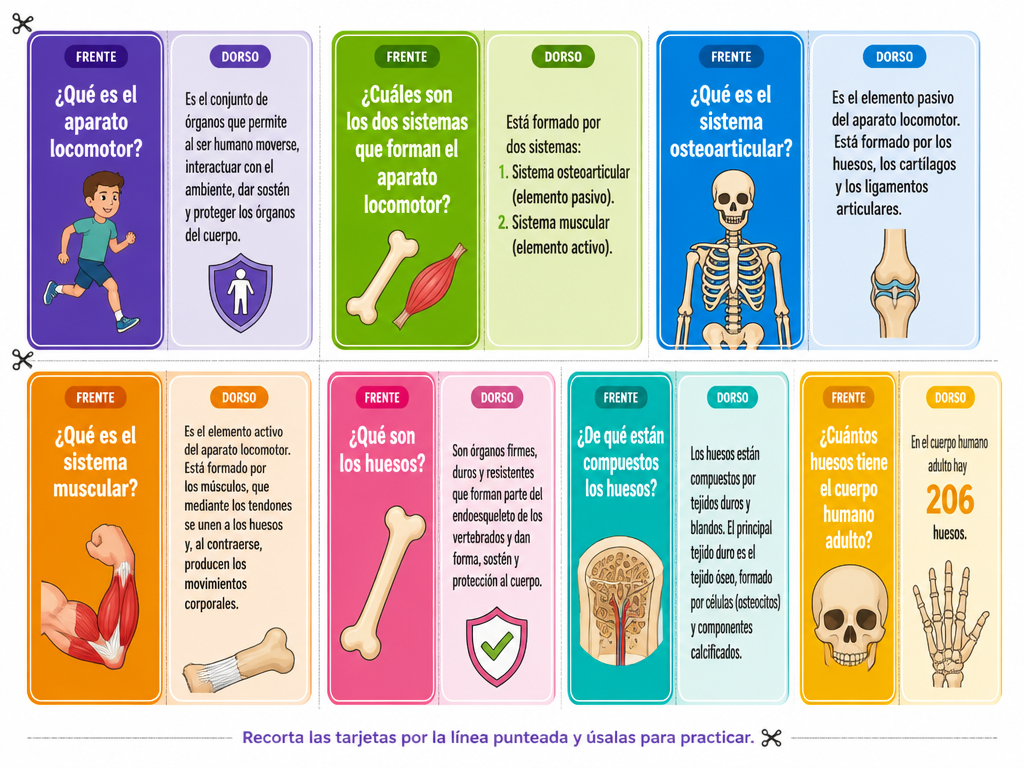 El Cuerpo Humano: Aparato Locomotor