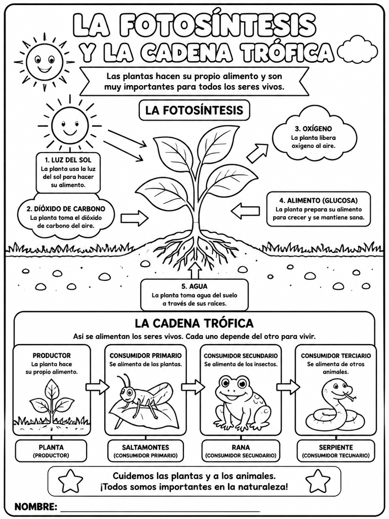 La Fotosíntesis y la Cadena Trófica