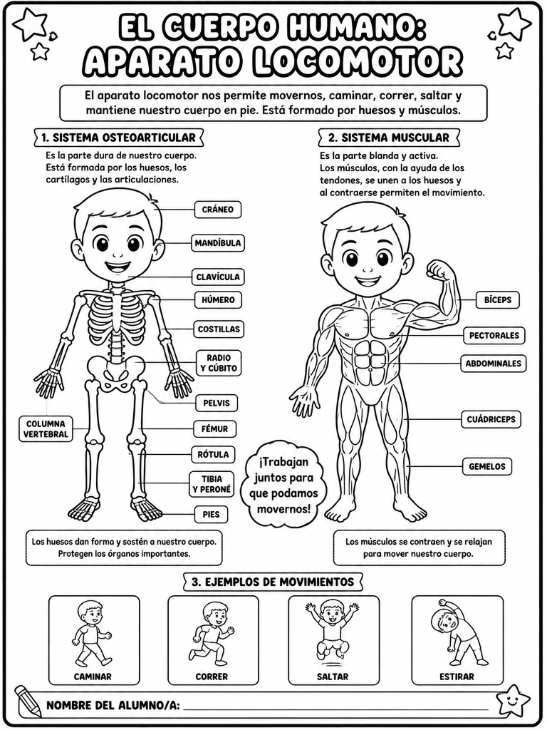 El Cuerpo Humano: Aparato Locomotor