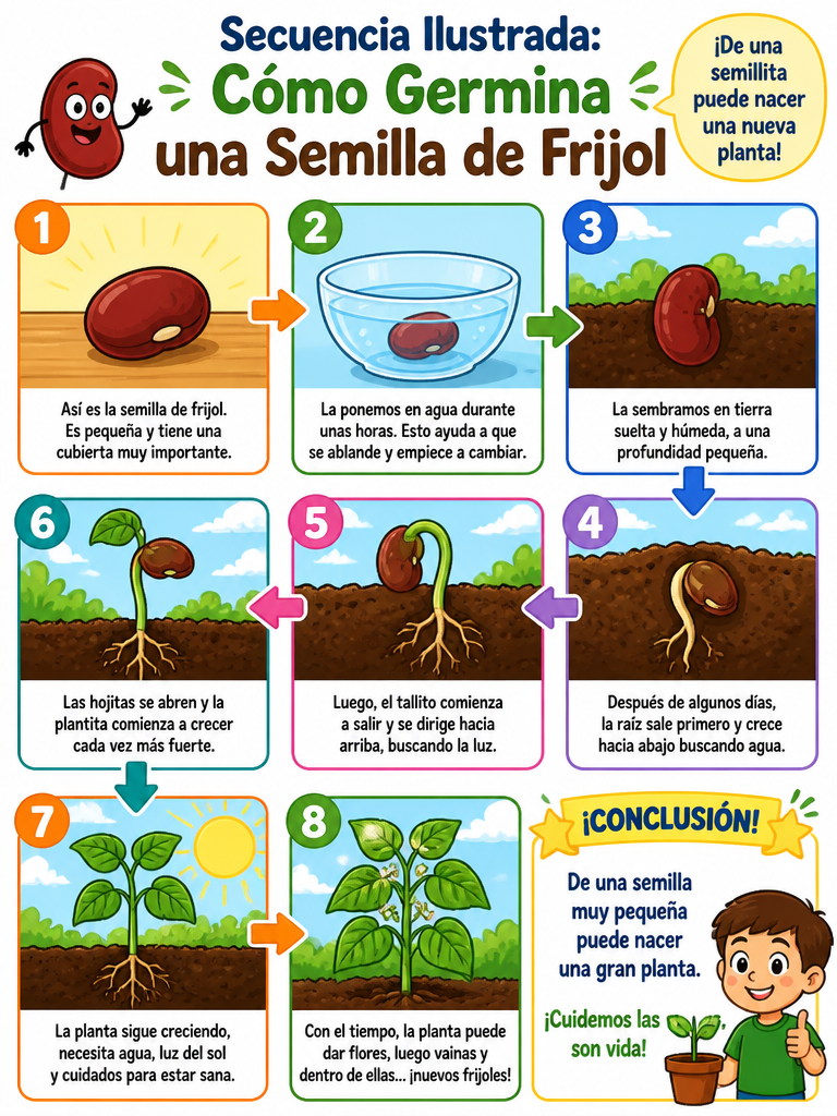 Secuencia Ilustrada: Cómo Germina una Semilla de Frijol