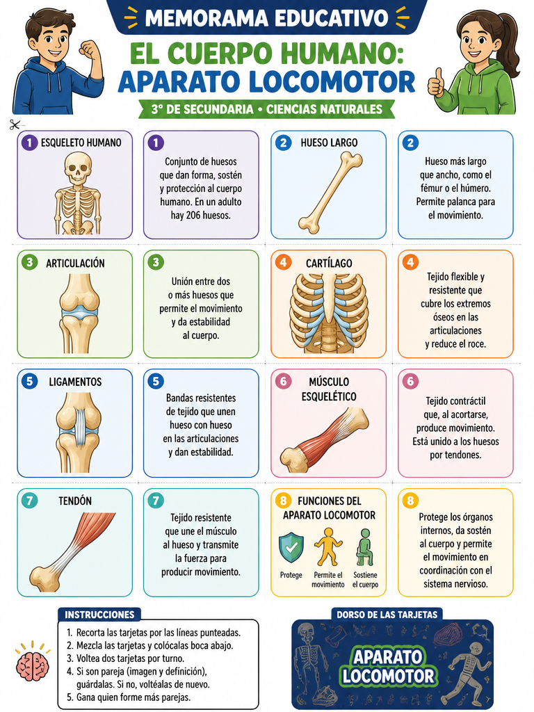 El Cuerpo Humano: Aparato Locomotor