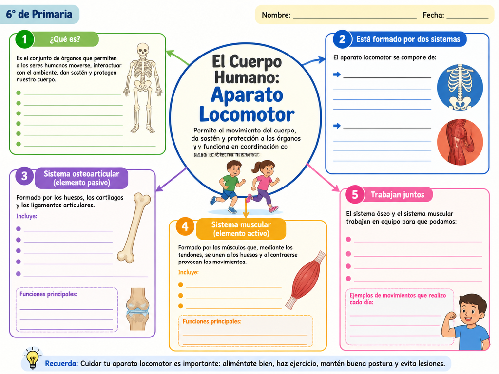 El Cuerpo Humano: Aparato Locomotor
