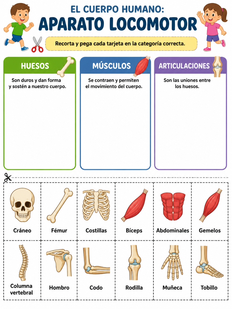 El Cuerpo Humano: Aparato Locomotor