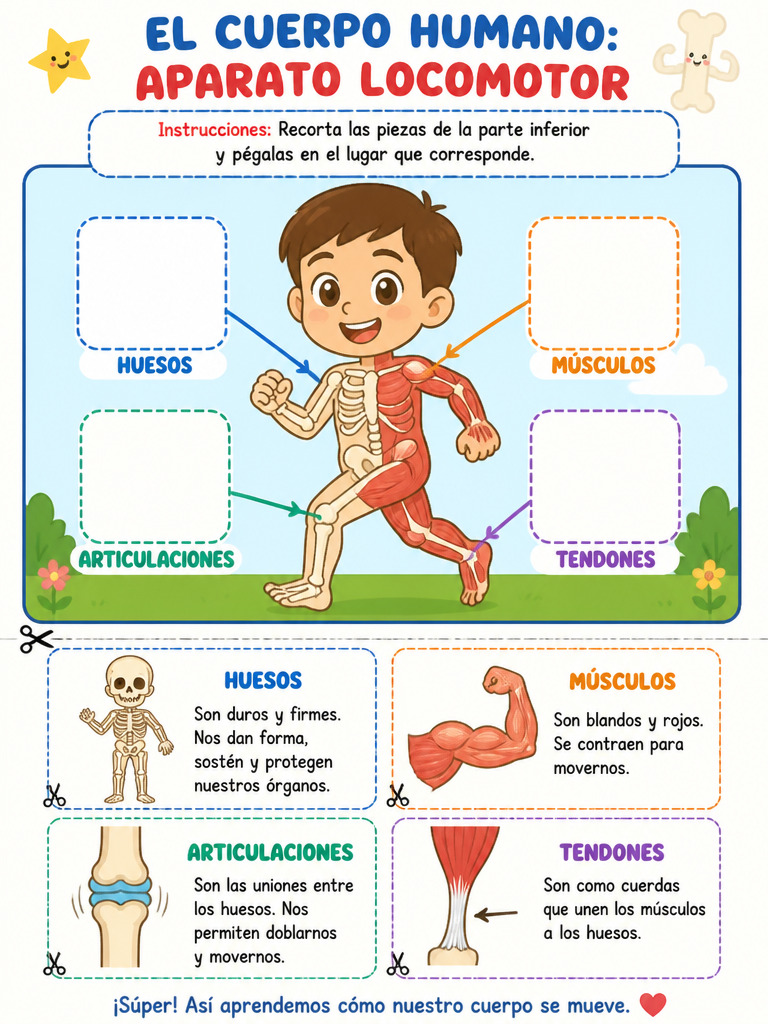 El Cuerpo Humano: Aparato Locomotor