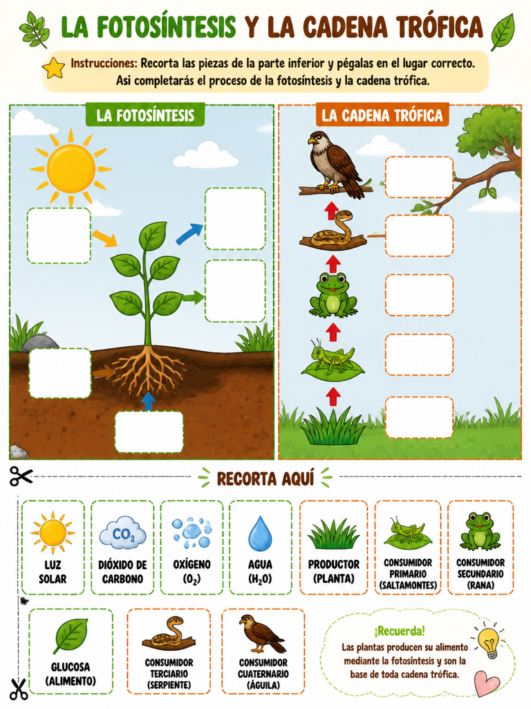 La Fotosíntesis y la Cadena Trófica