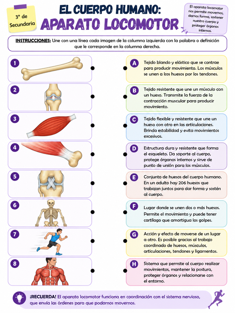 El Cuerpo Humano: Aparato Locomotor