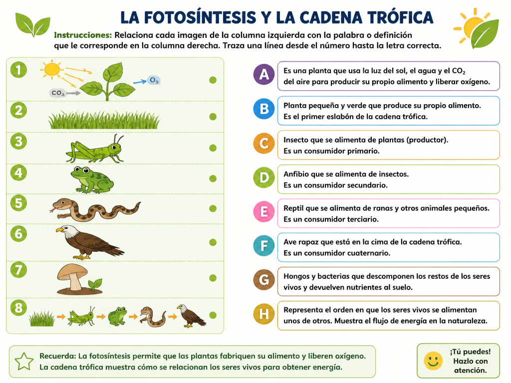 La Fotosíntesis y la Cadena Trófica