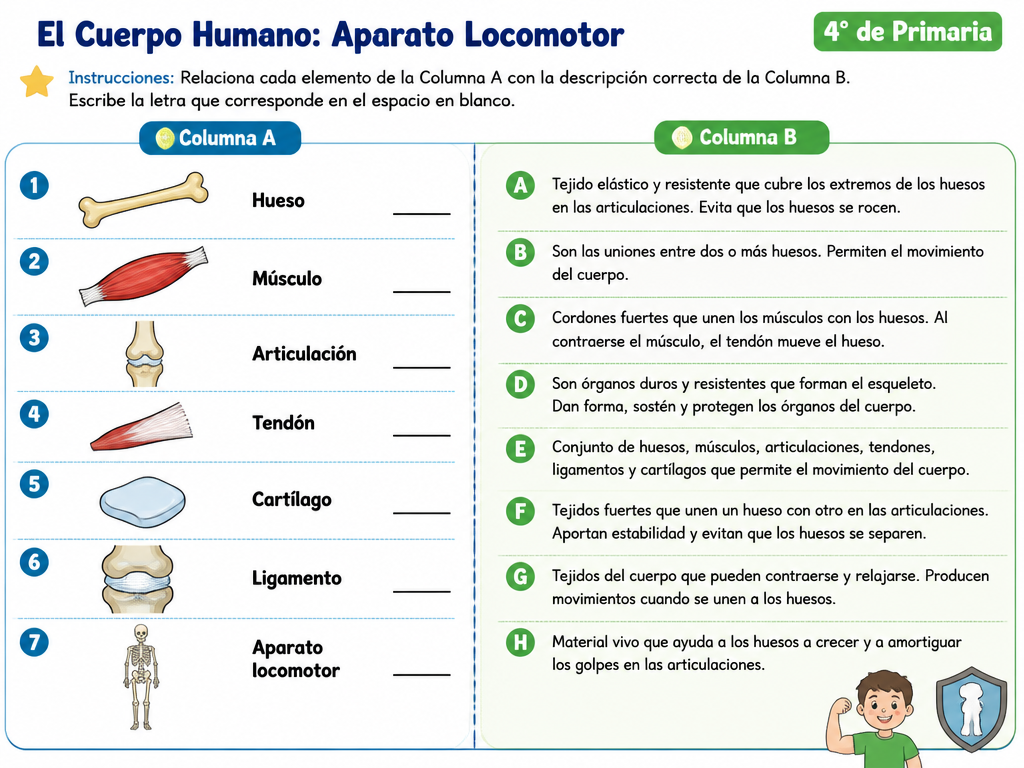 El Cuerpo Humano: Aparato Locomotor