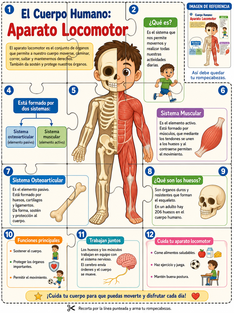 El Cuerpo Humano: Aparato Locomotor