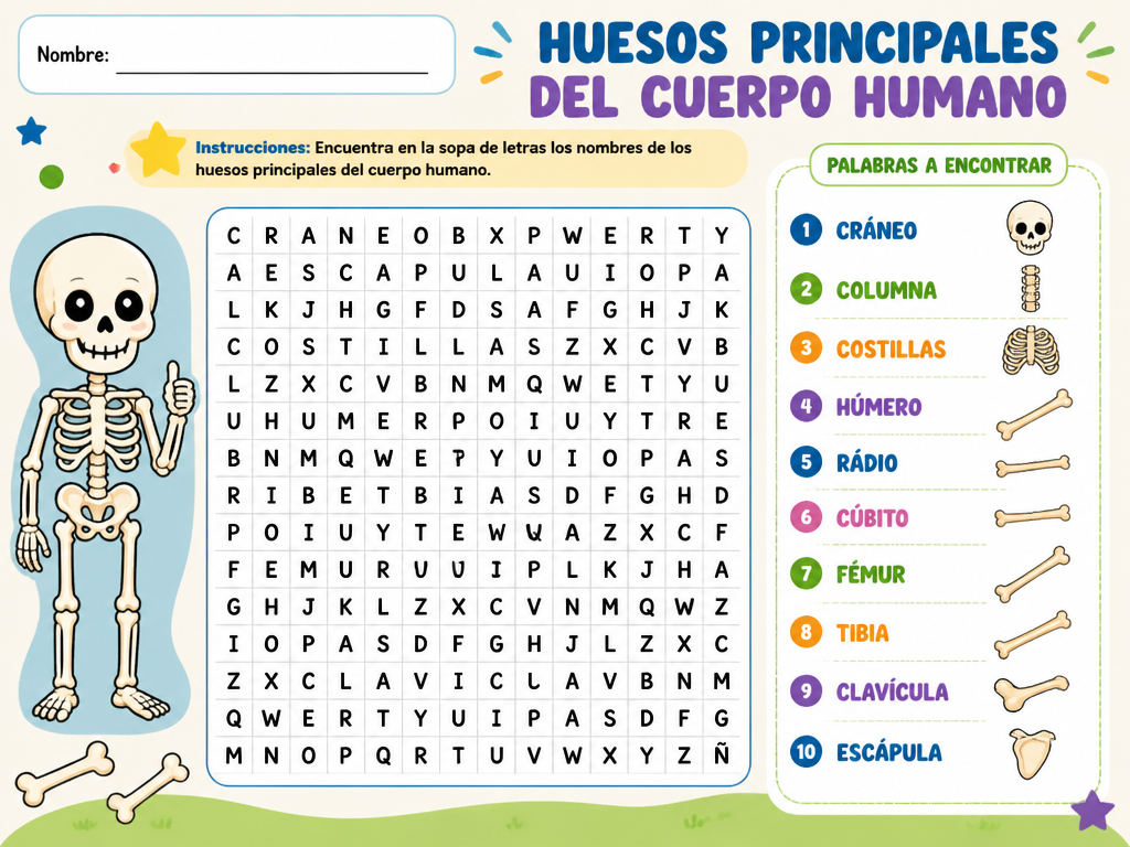 Huesos Principales del Cuerpo Humano